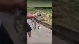 This sloth's reaction will melt your heart❤️#shorts