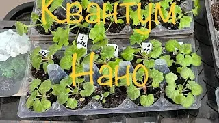 Пеларгонии Нано и Квантум из семян, перевалка