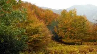 BOSQUE DE PELO&Ntilde;O