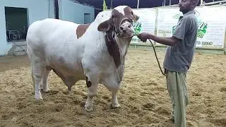 Awesome HEAVY Ablak Bulls of Afridi Cattle Farm  Grand Opening of Collection 2019 | Bakra Eid 2019