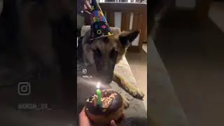 #pika #pikachu #birthday #pikapika #shorts #short #shortvideos #shortvideo #pets #dog