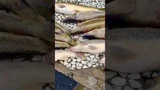 ASMR Stuffed Caspian Carp Over Fire | Wild Nature Cooking Sounds ( fast version ) #asmr #asmrcooking