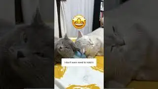 All Cats LOVES This Pet Massager! 😻😮&zwj;💨