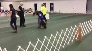 Doberman DashDash AKC open obedience Puyallup Cluster 2017