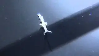 Cuthona walking