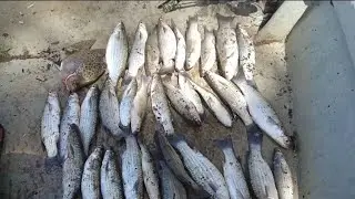 Di Sg Kong Kong gasak belanak.
