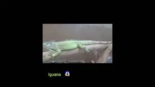 Iguana 🦎😱 @Zoo park Vizag #amazing#animals#beautiful#zoopark#vizag#travel#fun#youtube#shorts