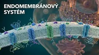 Eukaryotická buňka 3/4: Endomembránový systém