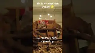 hebben jullie nog leuke idee&euml;n? #muis #mouse #huisdieren #pets #cute