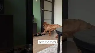 Very hungry dog!🥹 #puppy #cute