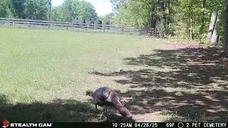 04 28 25 TWO EARLY MORNING TURKEYS VIST THE FARM. #wildlife #wildturkey wil