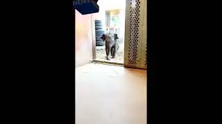 #shorts Subscribe and win BTC #satisfying #Animals #ASMR #ZUMA #satisfying #satisfyingvideo #music