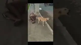 THE DOG LOVE #whatsappstatus #youtubeshorts #kerala #dog #doglover #sad #sadstatus #sadvideo