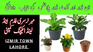 Cheapest indoor and outdoor plants | Izmir town Lahore | Mehar farooq village