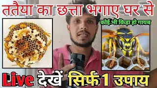 How to get rid of cicada killer wasps।। ततैया का छत्ता कैसे भगाए घर से  Live 👁️&zwj;🗨️