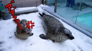 父親ゴクウにブチギレ！産まれてはじめての雪はあんまり楽しめませんでした・・・
