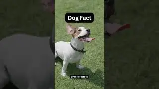 Did you know about the empathy of dogs?