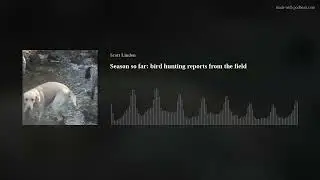 Season so far: bird hunting reports from the field