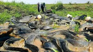 Wow unique  -A farmer collects duck eggs in the rice field and catches a lot of freshwater fish.