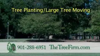 The Tree Firm VOD