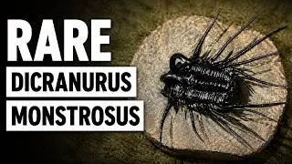 Dicranurus Monstrosus: The Fierce Trilobite That Ruled the Devonian Seas 🦖🌊