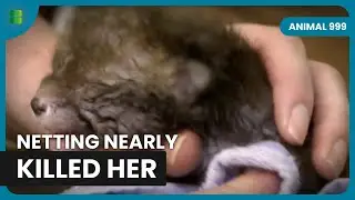 Hedgehogs Saved from Netting Wounds | Animal 999 | Animal Documentary