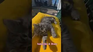 What's going on!? #catshorts #shortsfeed #shorts #kitten #cat #subscribe #foryou #kitty #viral