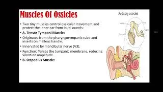 Auditory Ossicles