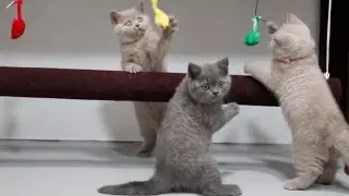 Смешные Коты | Смешное Видео с Котами | Забавные Британские Котята Играют в Кошки-Мышки 