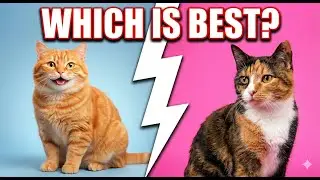 Male vs. Female Cats: Which One is Better?