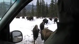 Alaska HIghway Buffalo