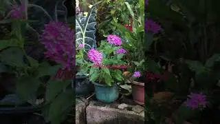 Guess What Flower Is?