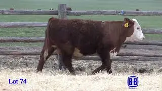 Lot 74