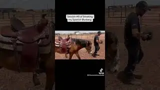 Breaking My Spanish Mustang. Session #8