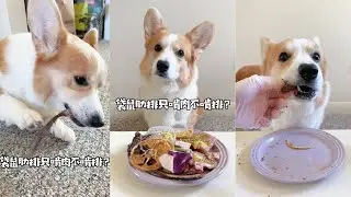Corgi's Raw Feeding Meal | Corgi's Short Legs are Very Funny When They Use it to Hold Something!