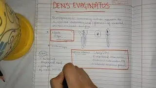 Dens Evaginatus, Leong's Premolar