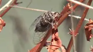 Cicada (Okanagana vanduzeei) Singing in Grass