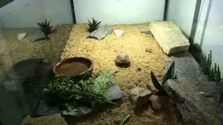 Time lapse Malacochersus Tornieri