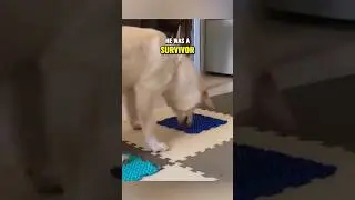 ⚠️ Inspiring story of a young dog 💛