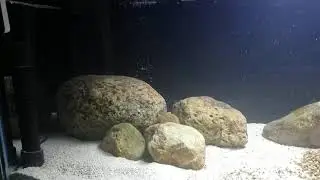 new darter aquarium