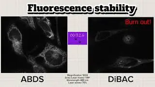 Fluorescence stability test of intravital marker-ink based dye called ABDS