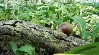 Snail in Motion | Slow Life Moment 🐌🌿