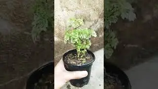 Airpurifying indor ornamental Ming Aralia Polyscias fruticosa #IndoorPlant #PlantAesthetic #Tropical