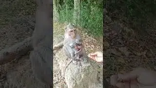 Little Baby Monkey Learning How To Eat Food | Attractive Little Monkey Kid| Hungry Monkey #Shorts