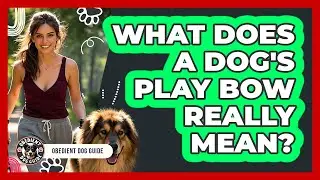 What Does A Dog's Play Bow Really Mean? - Obedient Dog Guide