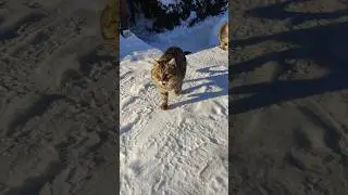 На задние лапы за колбаску Мяу готов 🤣😺😸#trending #funny #cat #cats #смех #коты #кот #winter #зима