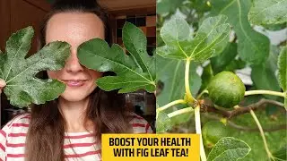 Why You Should Try Fig Leaf Tea Today