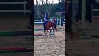 sophie & bingo oggi saltano! #equestrianjourney #equestrian #horse #jumping #riding #pony
