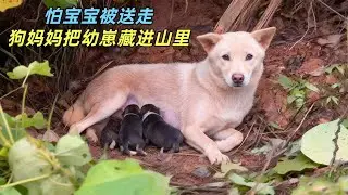 怕宝宝被送走，狗狗把幼崽藏进山里，母爱真是太伟大了