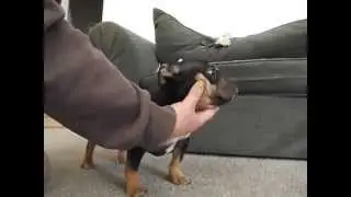 Daxline/Razor Edge Female Pup